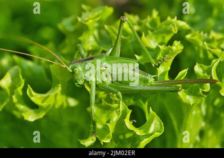 A closeup shot of a great green bush cricket on a plant on a sunny day Stock Photo