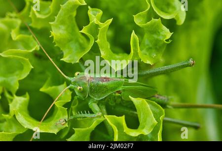 A closeup shot of a great green bush cricket on a plant on a sunny day Stock Photo