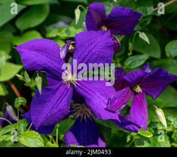 Groupe à grandes fleurs 'Jackmanii' tardif, klematis (hybride Clematis) Banque D'Images