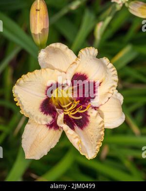 "Piano Man", l'hémérocalle (Hemerocallis) Daglilja Banque D'Images