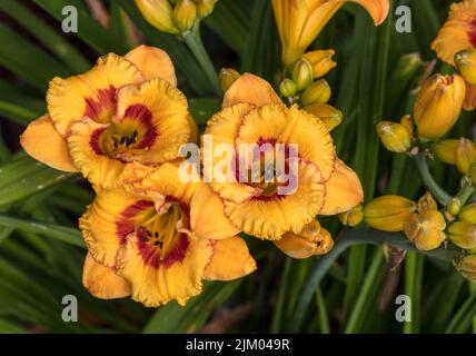 'Tigerling' hémérocalle, Daglilja (Hemerocallis) Banque D'Images