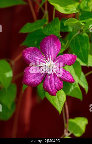 Groupe à grandes fleurs de la ville de Lyon, klematis (hybride Clematis) Banque D'Images