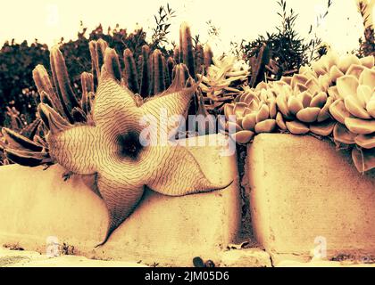 A closeup of Stapelia Gigantea 'Zulu Giant' plants outdoors Stock Photo