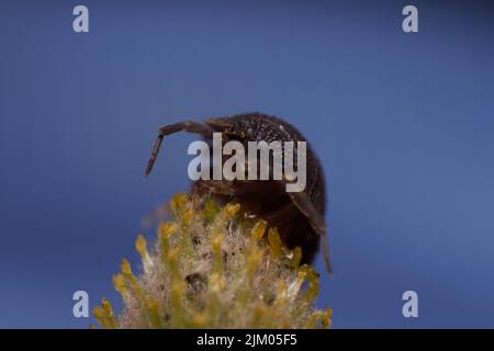 Gros plan d'une maison à bois sur la fleur sur fond bleu Banque D'Images