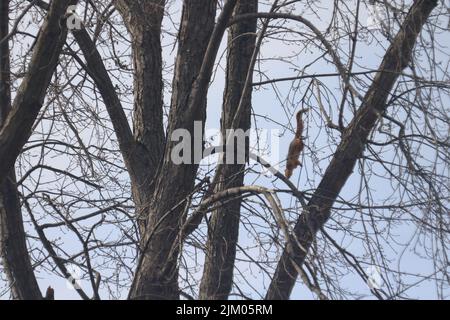 Un écureuil gris sur un arbre sans feuilles contre un ciel nuageux Banque D'Images