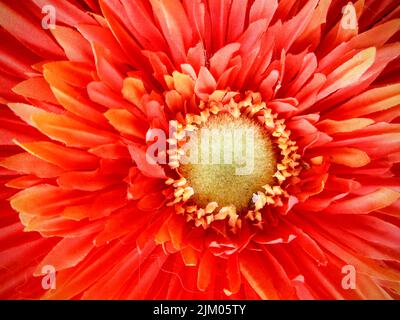 A macro shot of a red vibrant gerbera flower Stock Photo