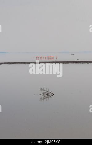 The Melincue Lagoon in Santa Fe, Argentina with Chilean flamingos in the far Stock Photo