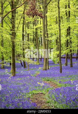 Bluebells dans et autour de Dockey Woods sur le domaine d'Ashridge dans Buckinghamshire. Avril 2018 Banque D'Images