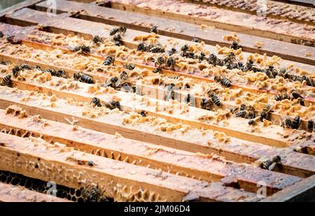 Abeilles sur un nid d'abeilles dans le cadre d'une démonstration de l'apiculture chez Countryfile Live. Août 2018 Banque D'Images