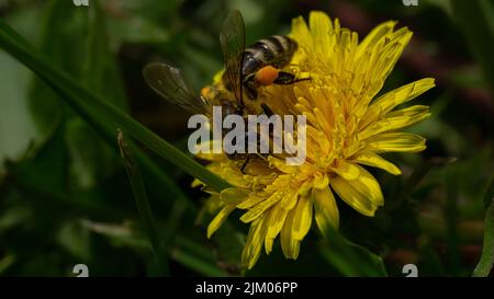 A Honey bee on dandelion flower Stock Photo