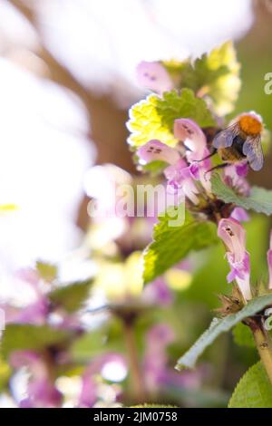 A vertical shot of a bumblebee on the purple petals of a wildflower Stock Photo