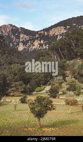 A vertical shot of a mandarin orange (Citrus reticulata) tree with fruits falling to the ground with mountains in the background Stock Photo