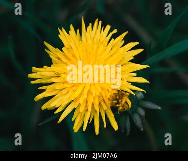 A selective shot of a common dandelion (Taraxacum officinale) with yellow petals in a garden Stock Photo