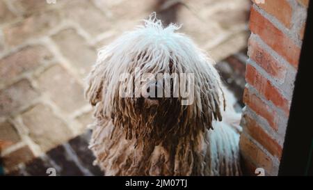 A closeup shot of an adorable shaggy Hungarian Puli dog on a patio Stock Photo