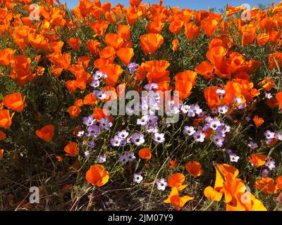 A closeup of the California poppies, wildflowers. Gilia tricolor, Eschscholzia californica. Stock Photo