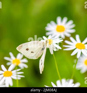 Papillon de chou sur une fleur de pâquerette, Pieris rapae, beau papillon blanc en été Banque D'Images