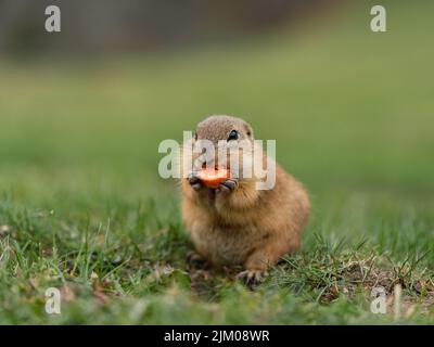 Un gros plan de l'écureuil terrestre européen, Spermophilus citellus, également connu sous le nom de Souslik européen. Banque D'Images