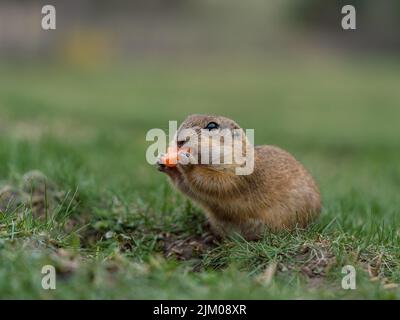 Un gros plan de l'écureuil terrestre européen, Spermophilus citellus, également connu sous le nom de Souslik européen. Banque D'Images