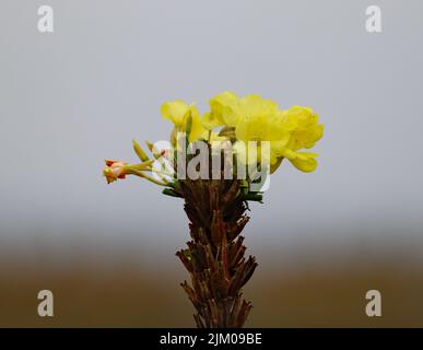 A selective focus shot of oenothera biennis (common evening primrose) Stock Photo