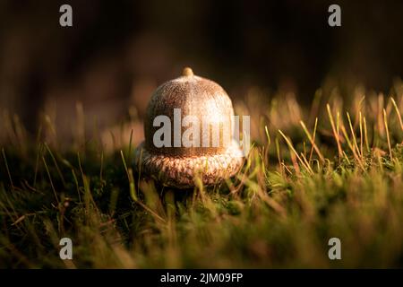 a closeup shot of small acorn on moss Stock Photo