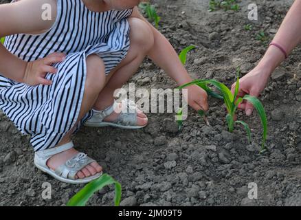 Petite fille et mère vérifiant comment jeune plante de maïs vert grandissent dans le champ Banque D'Images