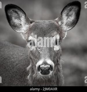 A vertical grayscale closeup of a female white-tailed deer, Odocoileus virginianus. Banque D'Images