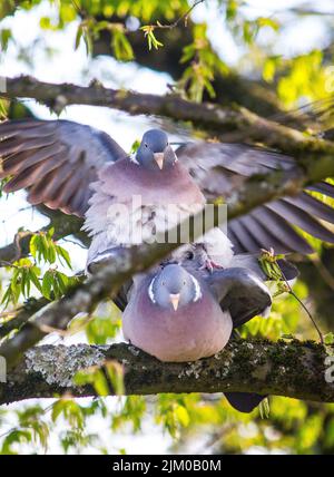 The close-up shot of Rock doves on a tree branch Banque D'Images