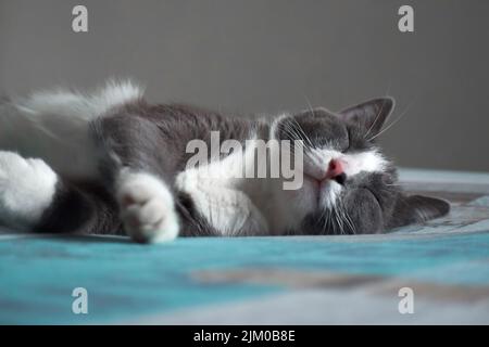 Un gros plan d'un chat gris et blanc moelleux dormant sur un lit dans une chambre Banque D'Images