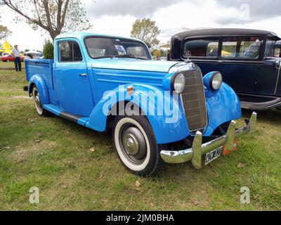 Chascomus, Argentine - 09 avril 2022 : vieux pick-up Mercedes Benz 170 w136 bleu vers 1950. Vert herbe nature fond. Utilitaire ou outil agricole. Banque D'Images