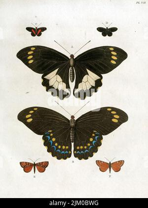 Illustration verticale vintage de 19th siècles de papillons à collectionner sur fond blanc Banque D'Images