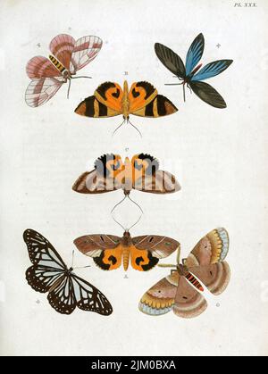 Une illustration verticale vintage de 19th-siècle de papillons sur un fond blanc Banque D'Images