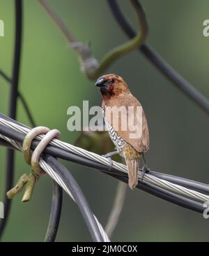 une munia à poitrine squameuse ou une munia à pois assise sur le câble. Banque D'Images