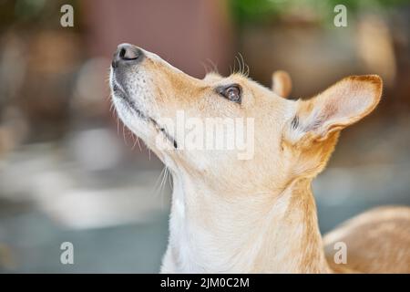Les chiens sont pleins d'émerveillement et d'imagination. Un adorable chien dehors dans la cour. Banque D'Images