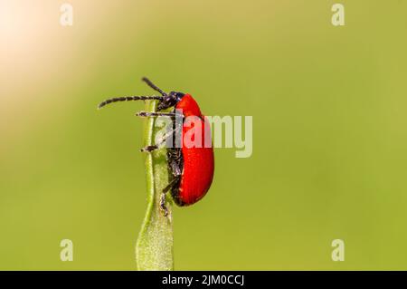 un léoptère rouge se trouve sur une feuille Banque D'Images