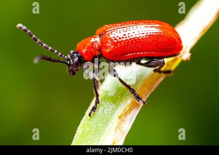 un léoptère rouge se trouve sur une feuille Banque D'Images