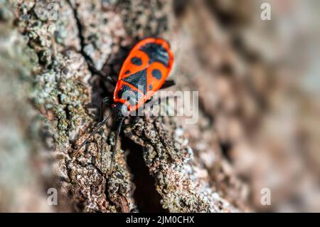 un insecte de feu se trouve sur l'écorce d'un arbre Banque D'Images