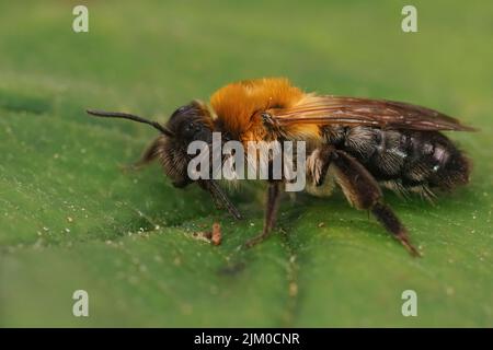 Gros plan sur une femelle colorée, l'abeille minière à patchée grise, Andrena nitida, qui enchaîne son antenne, assise sur une feuille verte Banque D'Images