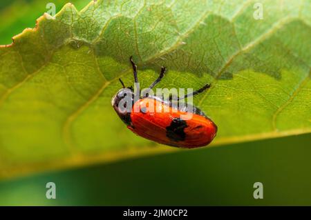 un coléoptère de sac de fourmis repose sur une feuille de brousse Banque D'Images