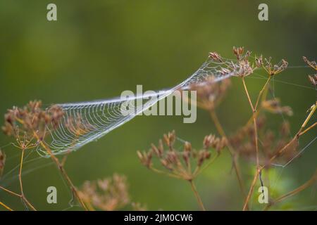 une toile d'araignée avec des gouttes de rosée sur une prairie en été Banque D'Images