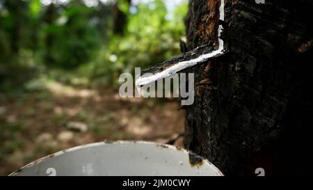 Un gros plan de caoutchouc blanc de latex de taraudage d'un arbre en caoutchouc Banque D'Images