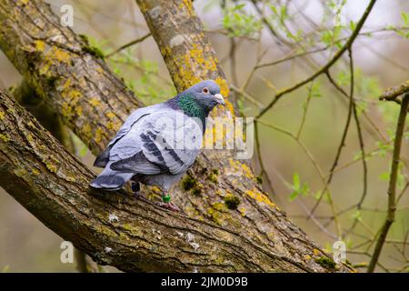 Un gros plan d'un oiseau de pigeon perché sur une branche d'arbre Banque D'Images