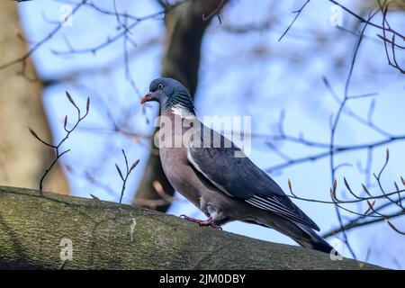 A closeup shot of a pigeon perched on a branch Stock Photo