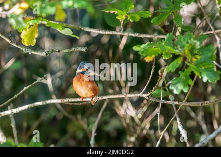 A closeup shot of a common kingfisher bird perched on a tree branch Stock Photo