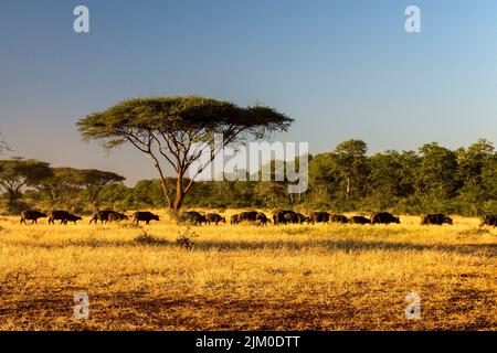 A scenic shot of an umbrella thorn acacia tree and a herd of African buffaloes Stock Photo