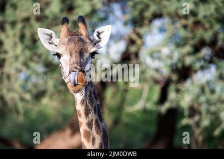 A closeup shot of a giraffe licking its nose and looking straight at the camera Stock Photo