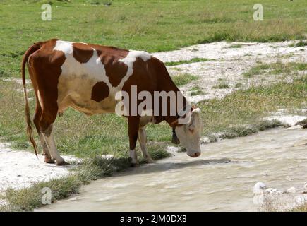eau potable de vache dans le ruisseau de montagne pendant le pâturage de montagne Banque D'Images