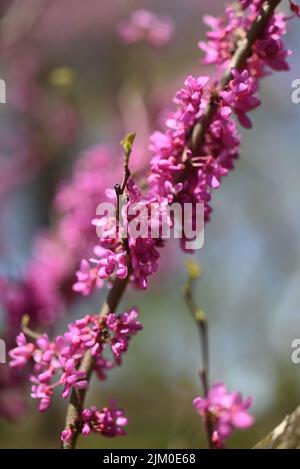 A vertical selective focus shot of a beautiful eastern redbud flower growing in a spring garden Stock Photo