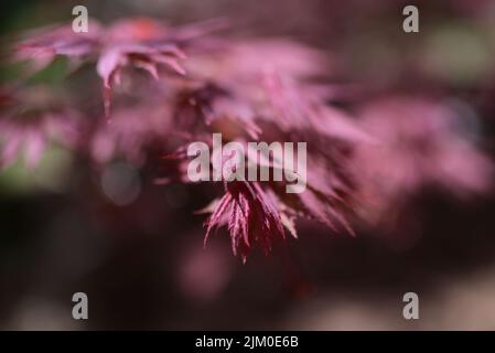 A selective focus shot of vibrant pink Japanese maple leaves growing in a garden Stock Photo