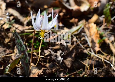 A closeup of a single white trout lily growing in a garden surrounded by leaves on a blurry background Stock Photo