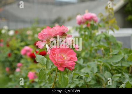 A closeup shot of blooming wild pink roses on a bush Stock Photo